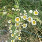 Erigeron strigosus Цвят