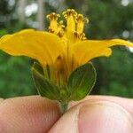Sclerocarpus divaricatus Flor
