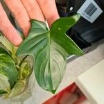 Philodendron panduriforme List