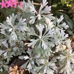 Artemisia stelleriana Hoja