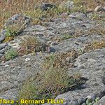 Festuca christianii-bernardii Yeri
