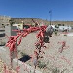 Hesperaloe parviflora Frutto