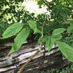 Cornus amomum Folla