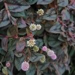 Persicaria capitata Цвят