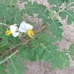 Solanum sisymbriifolium Leaf