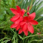 Hesperantha coccinea Virág