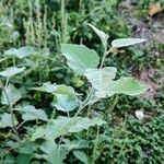 Populus alba Leht