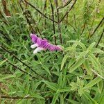 Salvia leucantha Λουλούδι