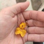 Tipuana tipu Blüte