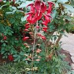 Erythrina crista-galli Lorea