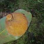 Chromolucuma congestifolia 果
