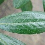 Rhododendron arizelum Leaf