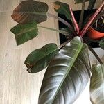 Philodendron erubescensFolla