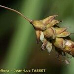 Carex limosa Flor