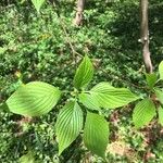 Cornus alternifolia Yaprak