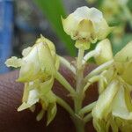 Polystachya odorata Flower