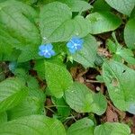 Omphalodes verna Flower