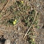 Tribulus cistoides Агульны выгляд