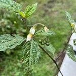 Solanum villosumFruit