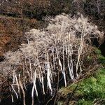 Daucus decipiens Buveinė