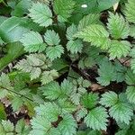 Astilbe rubra Blad