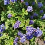 Ceanothus foliosus