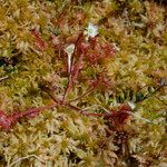 Drosera brevifolia Blomst