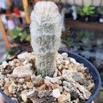 Oreocereus trollii Kabuk