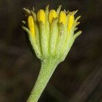 Chaenactis glabriuscula Fleur