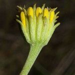 Chaenactis glabriuscula Flower