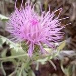 Klasea pinnatifida Flower