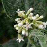 Psychotria punctata Liść