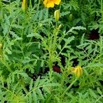 Tagetes tenuifolia 花