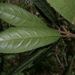 Oxera rugosa Folla