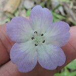 Nemophila phacelioides Цвят