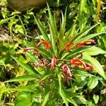 Lobelia persicifolia Flor