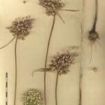 Allium pallens Прочее