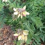 Tephrosia virginiana 花