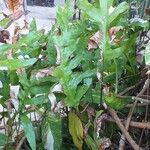 Phymatosorus scolopendria List
