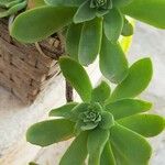 Sedum palmeriLeaf