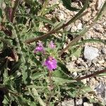 Galeopsis angustifolia Flower