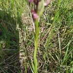 Anacamptis fragrans Vivejo