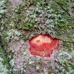 Chaetocarpus schomburgkianus Otro