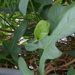 Philodendron bipennifolium Blad