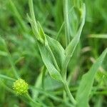 Ranunculus amplexicaulis برگ