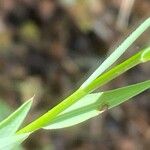 Linum strictum Blad