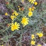 Senecio inaequidensBloem