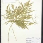 Selaginella parkeri Лист