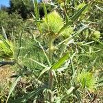 Cirsium ferox Квітка