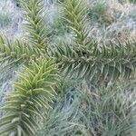 Araucaria angustifolia Hoja